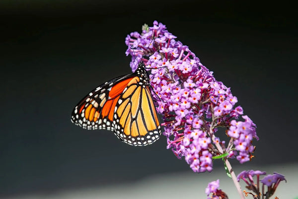 10 Flowers That Look Like Lilac