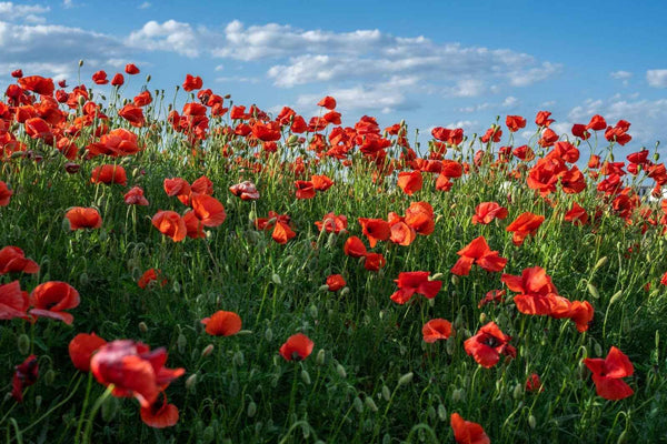 11 Types Of Poppy Flowers For A Colourful Bouquet