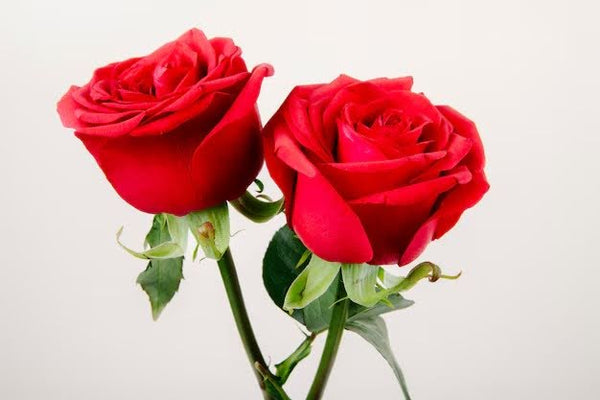 12 Different Colours Of Roses And Their Meanings