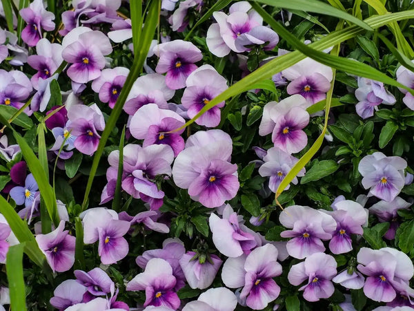 15 Popular Types of Pansy Flowers