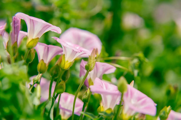 Morning Glory Colors: 15 Available Varieties (With Photos)