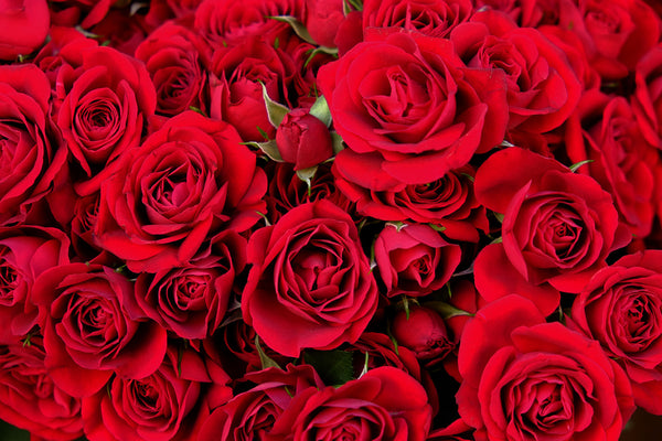 19 Types Of Roses That’ll Add Colour And Charm To Any Space