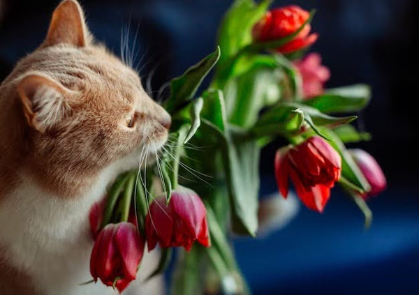 22 种适合猫狗饲养的花卉:适合宠物饲养的家居花卉