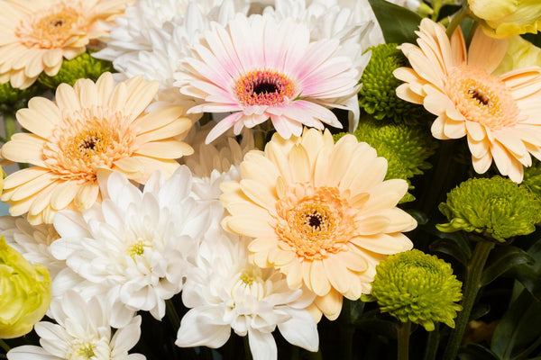 47 Flowers That Look Like Daisies, And Steal The Spotlight