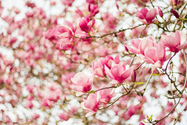 6 Different Types Of Magnolia Flowers