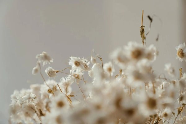 7 Types Of Chamomile Flowers