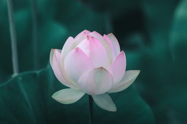 荷花能开多久及延长花期的方法指南