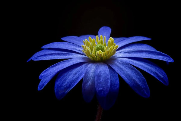 A Simple Guide To The 6 Most Popular Types Of Anemone Flowers
