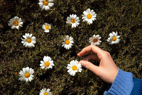简易指南:如何在家中或花瓶中养护雏菊