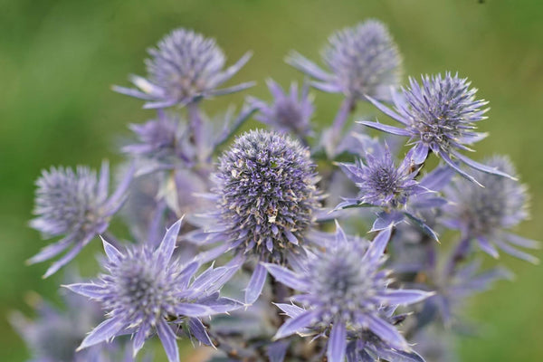 蓟花(Eryngium)的含义:了解这种独特花卉的象征意义