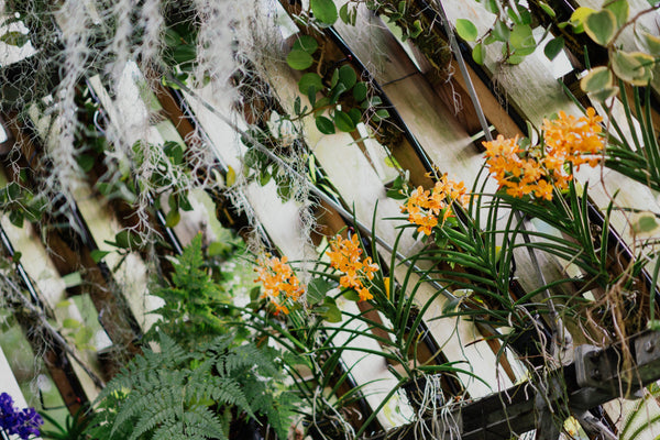 How Long Do Flowers Last Without Water? (Baby's Breath, Roses, More)