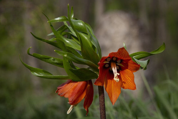 15 Rare Flowers You Never Knew Existed