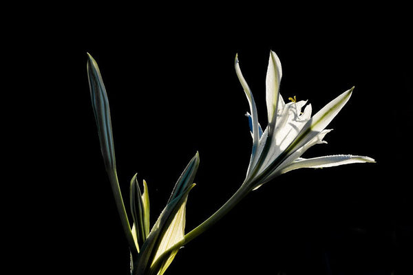 17 Rare Flowers You Never Knew Existed