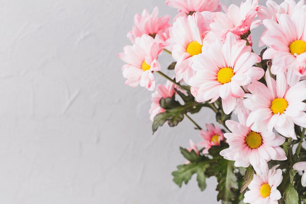 Discover 25 Stunning Types of Daisies You Never Knew Existed