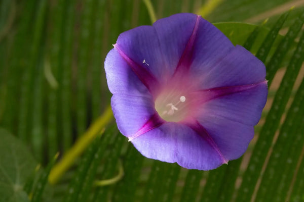 牵牛花花语:爱、坚韧、象征意义