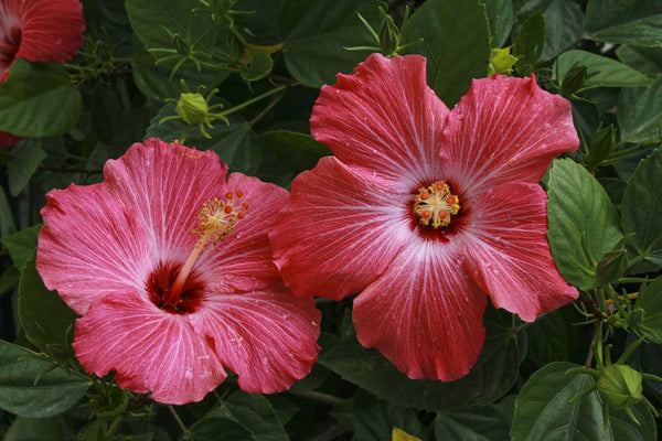 木槿花的含义、历史与文化