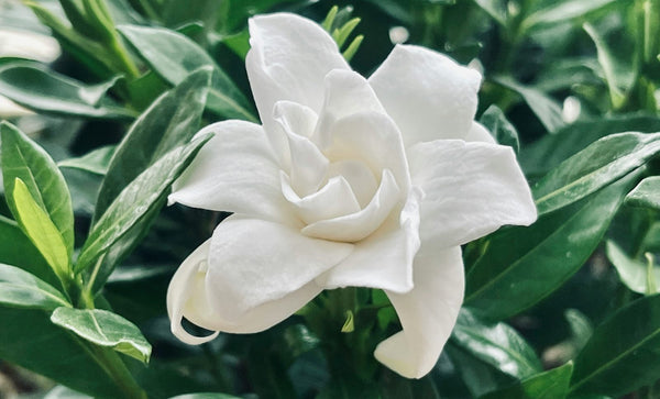 栀子花的含义解析