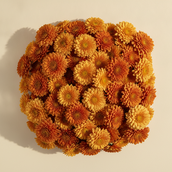 Chrysanthemum Meaning: Symbolism, Colours, and Cultural Significance