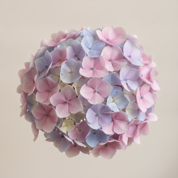 Hydrangea Meaning and Care: Symbolism, Colours, and How to Keep Them Fresh