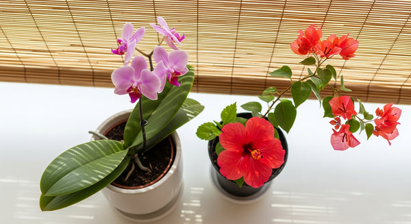 Perennial Flowers Explained: What They Are, Why They Last, and the Top 10 for Singapore Gardens