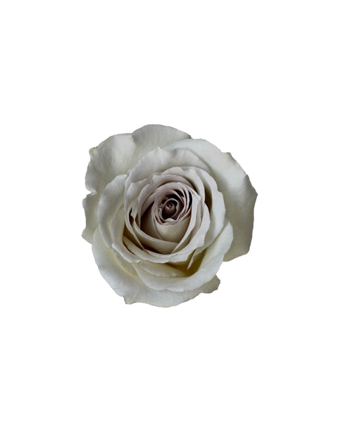 玫瑰(中国)- Menta