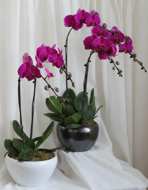 Bishan Blooming Beauties