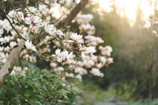 10 Beautiful Flowers That Look Like Magnolias