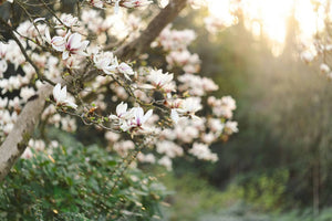 10 Beautiful Flowers That Look Like Magnolias