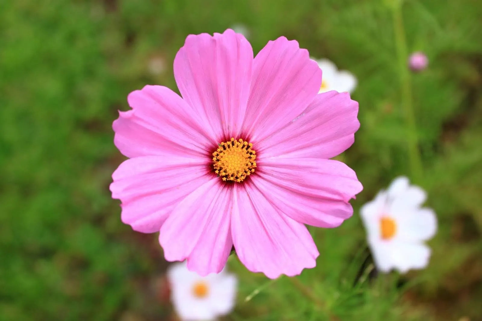 10 Beautiful Types Of Cosmos Flowers For Your Home And Bouquets