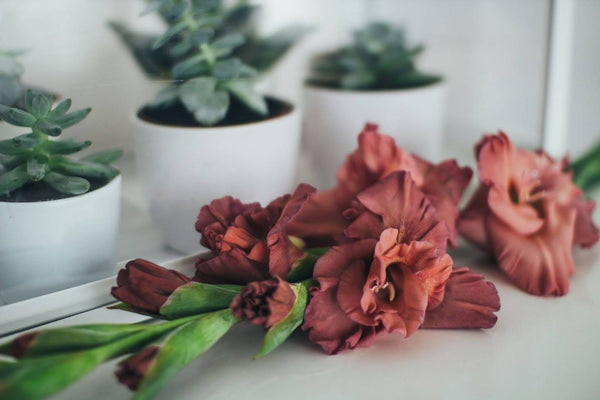10 Different Types Of Gladiolus Flowers