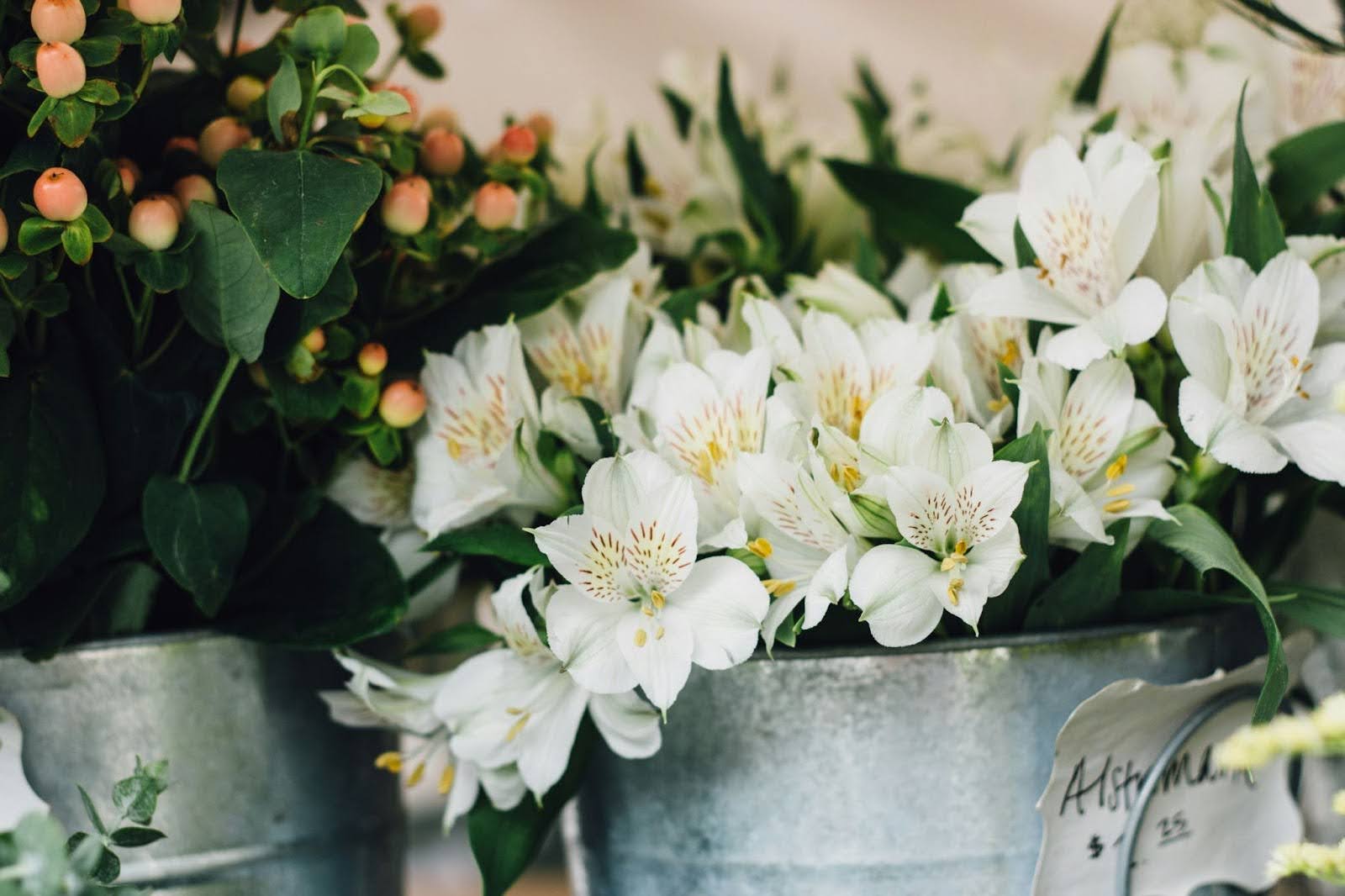 Types of Alstroemeria: 10 Varieties and Colours