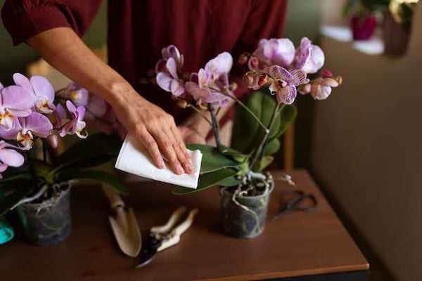 10 Simple Tips On How To Care For Flowers And Keep Them Fresh