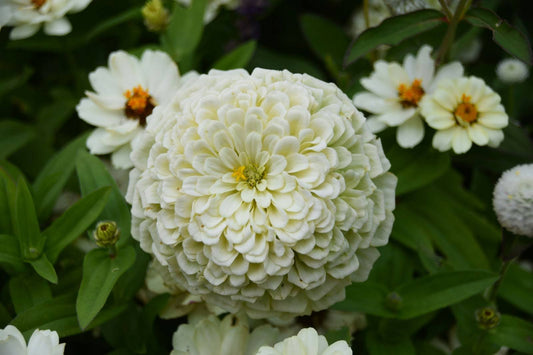 10 Zinnia Flower Meaning And Symbolism