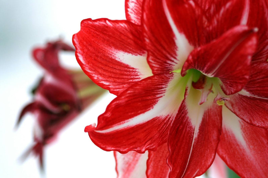 11 Amaryllis Flower Meaning And Symbolism
