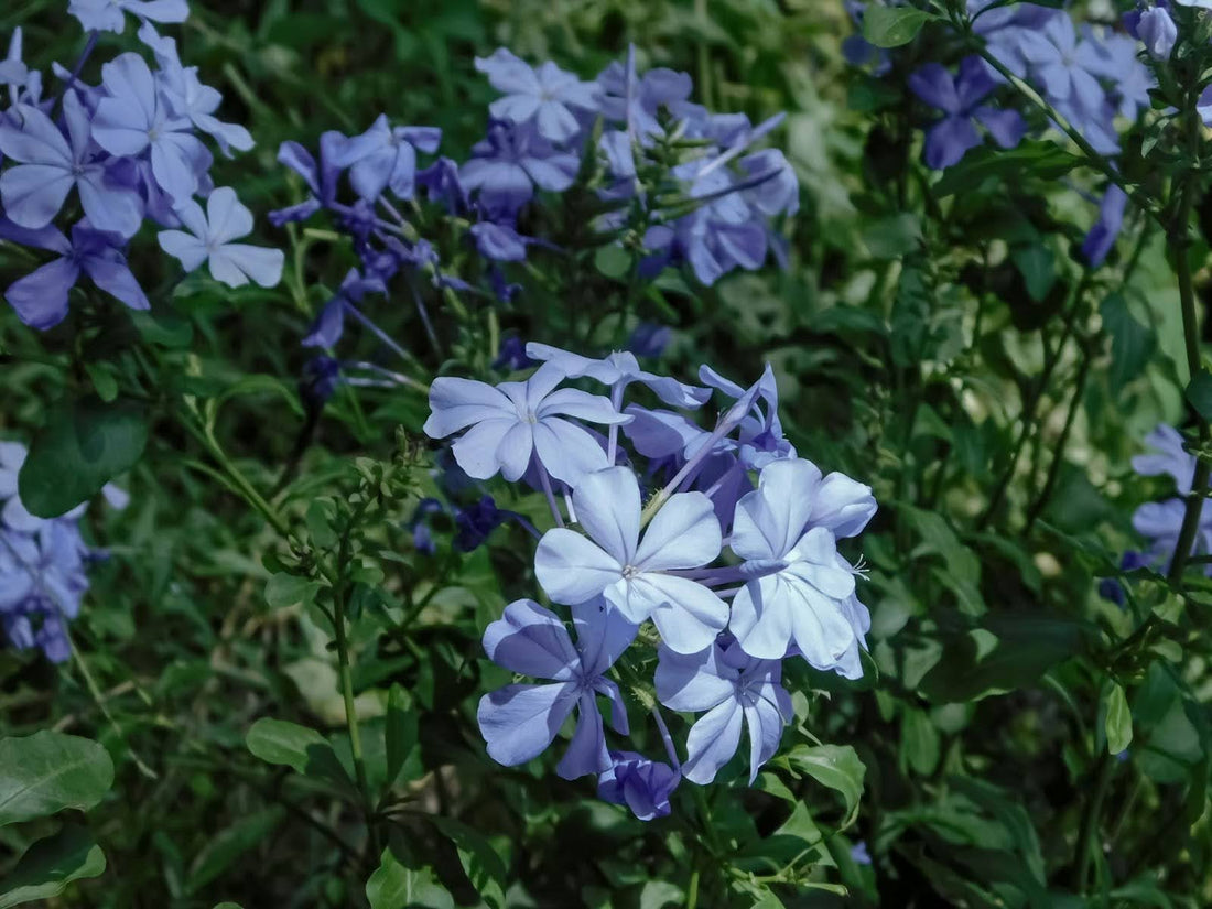 11 Charming Flowers That Look Like Periwinkle