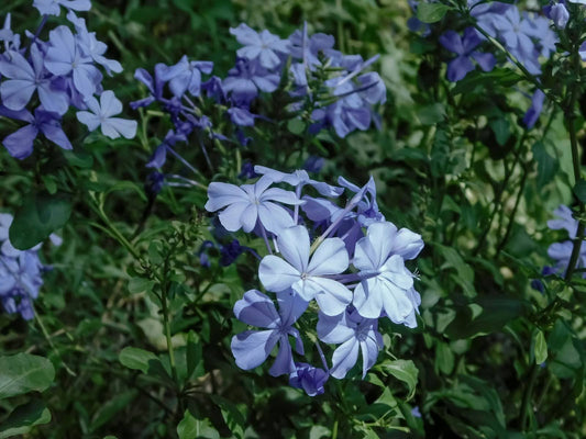11 Charming Flowers That Look Like Periwinkle