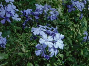 11 Charming Flowers That Look Like Periwinkle