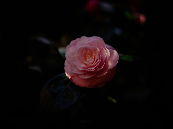 12 Different Types Of Camellia Flowers For Beautiful Bouquets