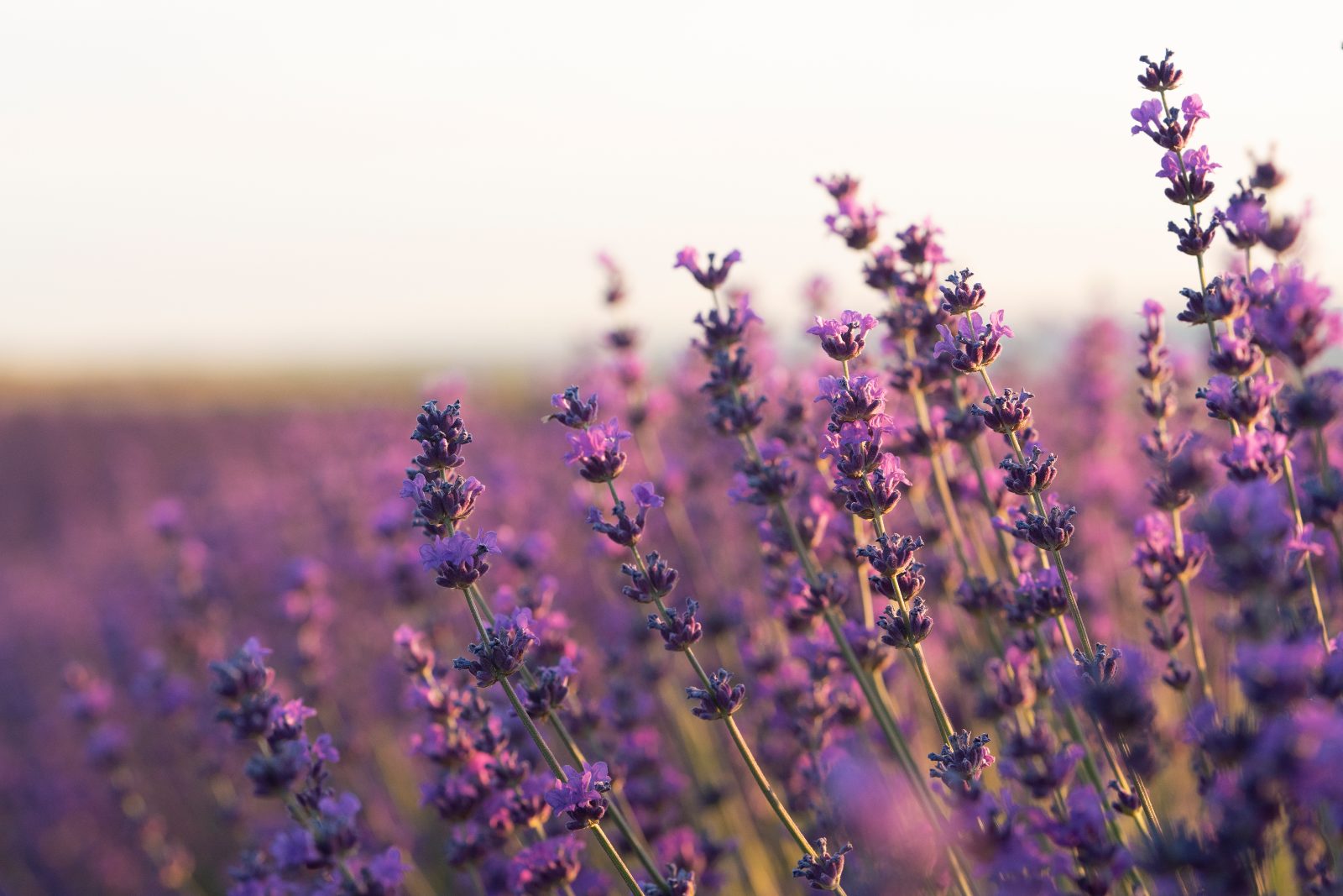 11 Gorgeous Flowers That Look Like Lavender