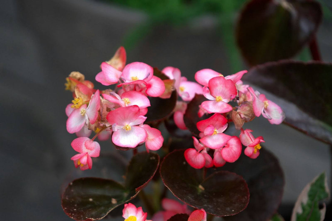 11 Popular Types Of Begonias