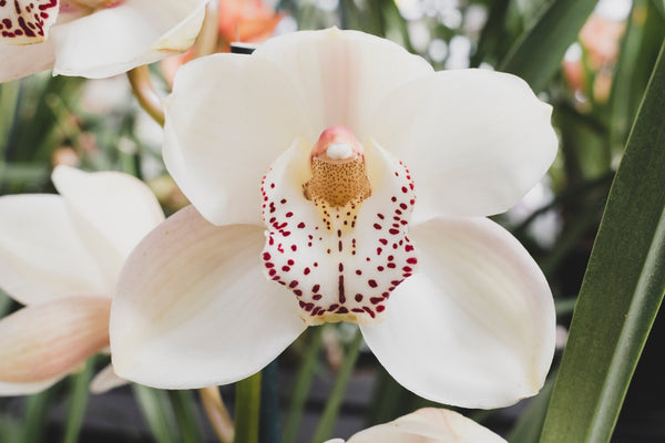 11 Types of Orchids: Singapore Orchid Varieties Guide