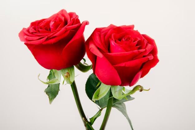12 Different Colours of Roses And Their Meanings