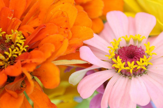 12 Different Types Of Zinnia Flowers