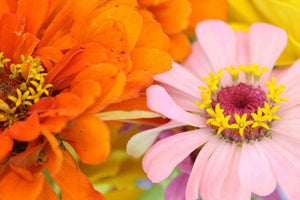 12 Different Types Of Zinnia Flowers