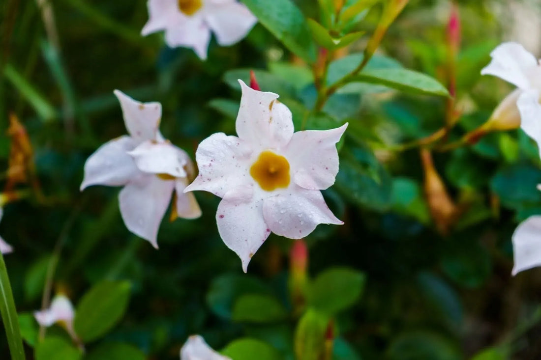12 Meanings Of Jasmine Flowers For Every Occasion