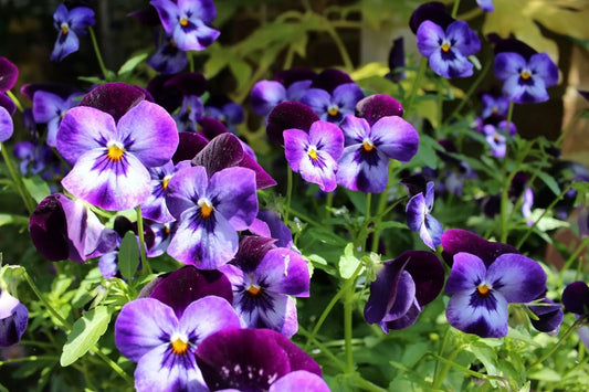 12 Symbolism And Meanings Of The Pansy Flower