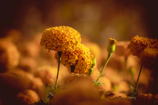 13 Symbolisms and Meanings of the Marigold Flower