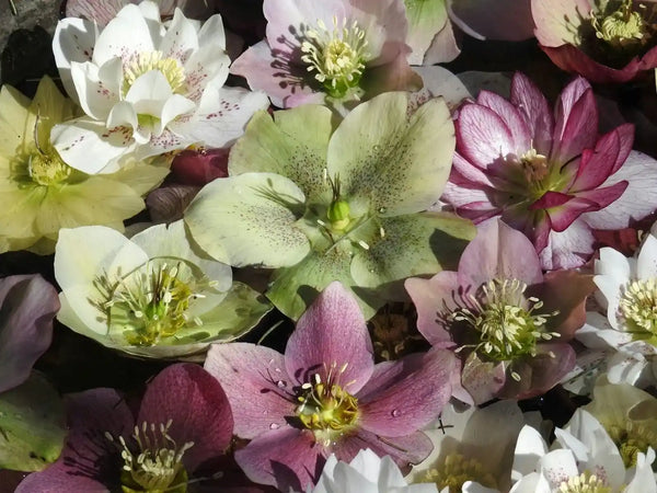 15种美丽的铁筷子花用于插花
