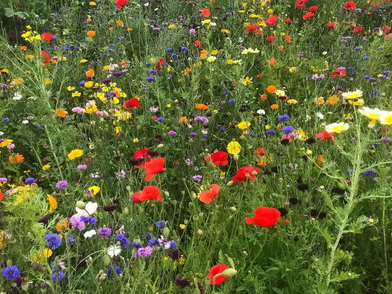 15 Common Names Of Wildflowers In Singapore
