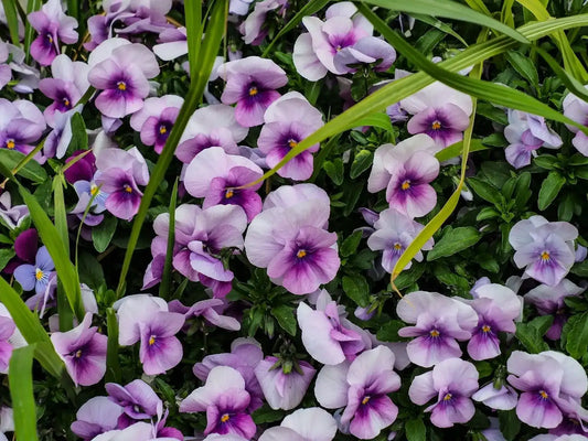 15 Different Types Of Pansy Flowers For Different Arrangements